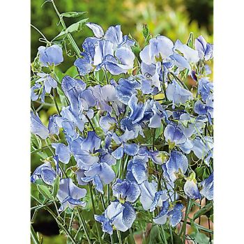 POIS de SENTEUR BLUE RIPPLE