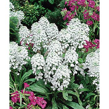 THLASPI ARVENSE ou tabouret des champs