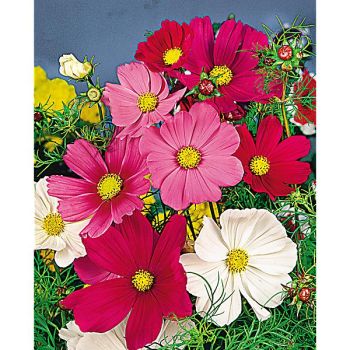 COSMOS BIPINNATUS Bio