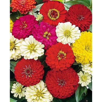 ZINNIA F1 DREAMLAND MIX 2