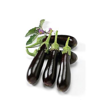 AUBERGINE NALA