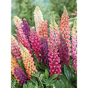 LUPIN de RUSSEL WOODFIELD HYBRIDE