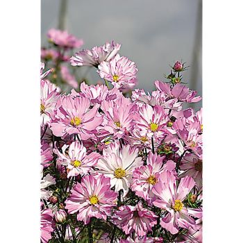 COSMOS COLLETTA PINK-WHITE