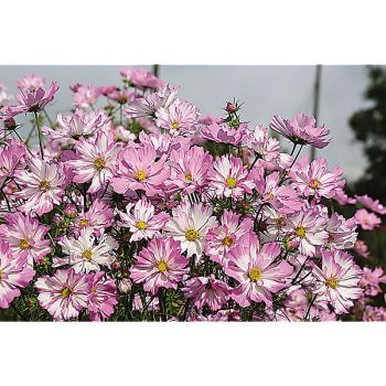COSMOS COLLETTA PINK-WHITE 2