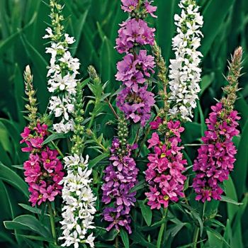 LYTHRUM salicaria HAPPY LIGHTS