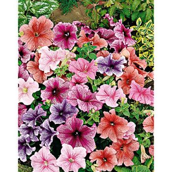 PÉTUNIA multiflora F2 VEINED MIX