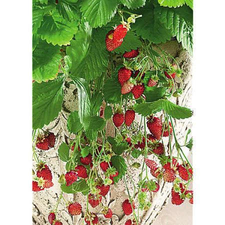 FRAISES en GRAINES