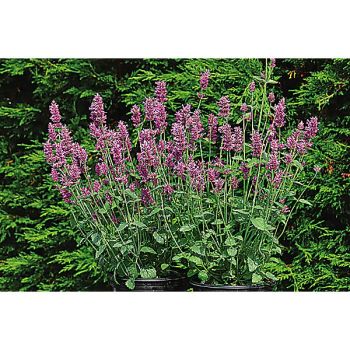 AGASTACHE hyb. ARCADO PINK 2