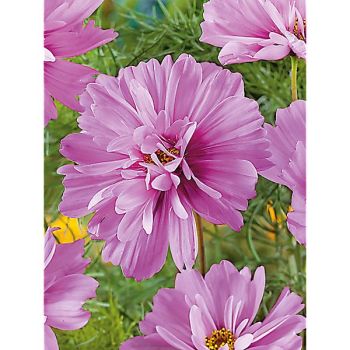 COSMOS FIZZY PINK