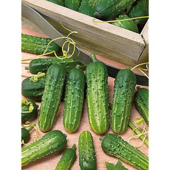 CORNICHON WISCONSIN SMR 58