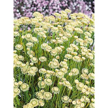 SANTOLINE ETRUSCA dite de Toscagne