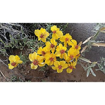 ZINNIA GRANDIFLORA 2