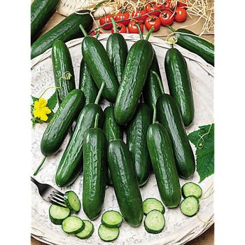 CONCOMBRE F1 HOPELINE 2