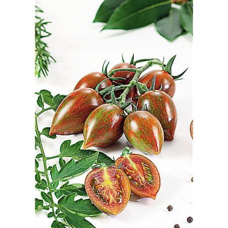 TOMATE greffée F1 SHIMMER