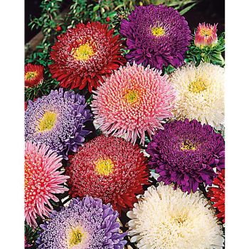 REINE-MARGUERITE satimex ROSE of SHANGAI MIX