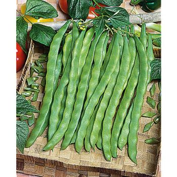 HARICOT ramant mangetout LAREINA