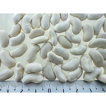 HARICOT ramant mangetout LAREINA 2