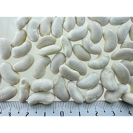 HARICOT ramant mangetout LAREINA