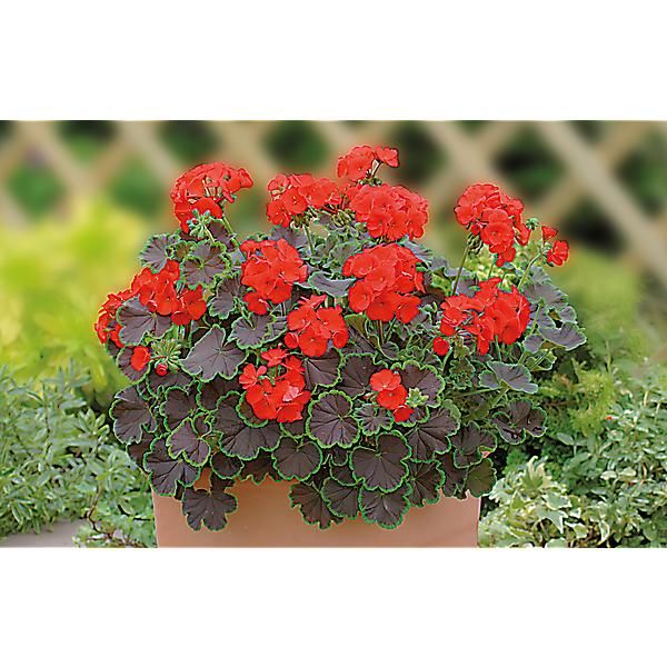 GÉRANIUM zonale F1 NEKITA® SCARLET