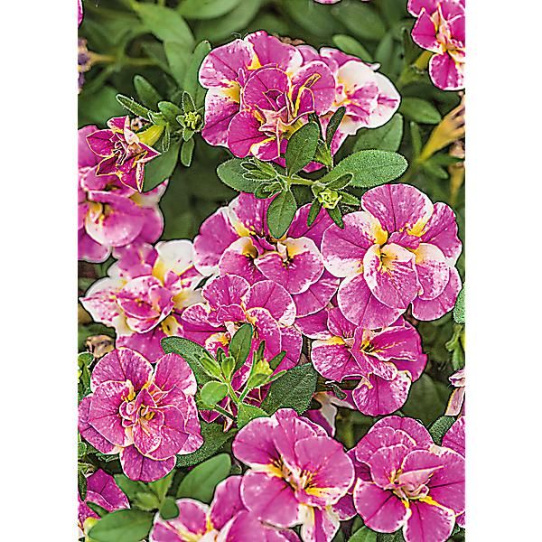 CLOCHETTES MAGIQUES CALITA® DOUBLE PINK SPLASH