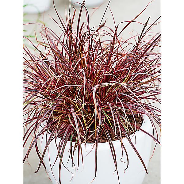 UNCINIA r. EVERFLAME