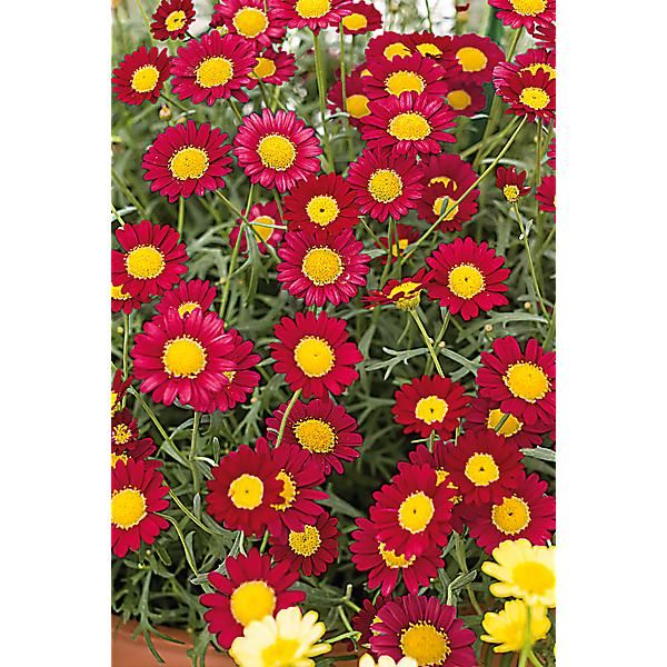 MARGUERITE des CANARIES ARAMIS® WINE RED (argyranthemum frutescens)
