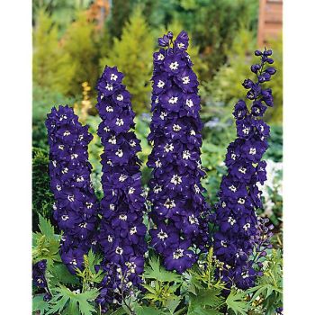 DELPHINIUM ou PIED d’ALOUETTE VIVACE KING ARTHUR