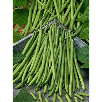 HARICOT nain filet mangetout TOBAGO