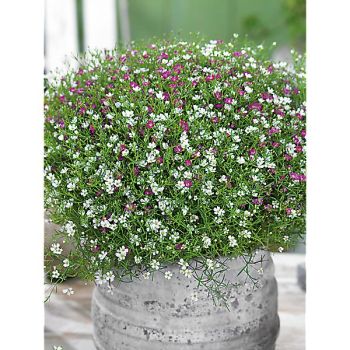 GYPSOPHILE muralis COTTON CANDY MIX
