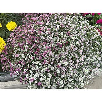 GYPSOPHILE muralis COTTON CANDY MIX 2