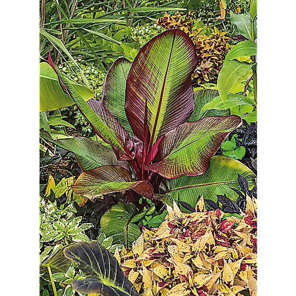 BANANIER HELEN'S HYBRID