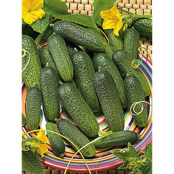 CORNICHON F1 HARRIET