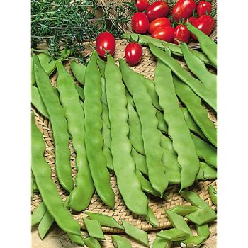 HARICOT ramant mangetout PANTHEON