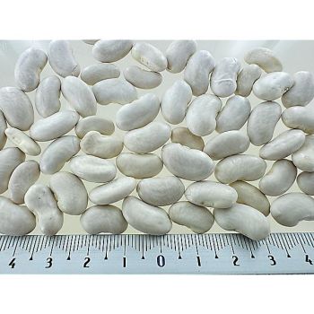 HARICOT ramant mangetout PANTHEON 2