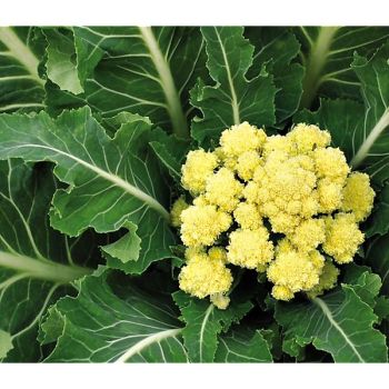 CHOU BROCOLI NINE STAR PERPÉTUEL