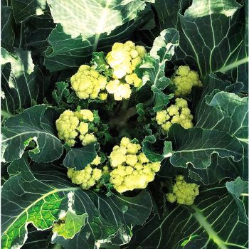 CHOU BROCOLI NINE STAR PERPÉTUEL 2