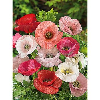 PAVOT COQUELICOT MOTHER of PEARL