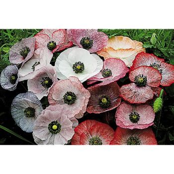 PAVOT COQUELICOT MOTHER of PEARL 2