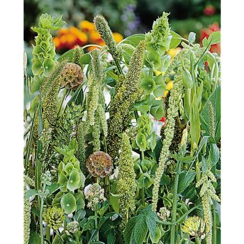 MÉLANGE BOUQUET VERT