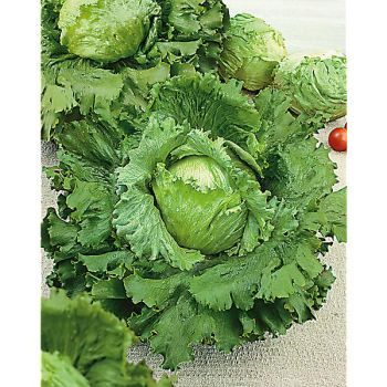 LAITUE batavia MAXIMO