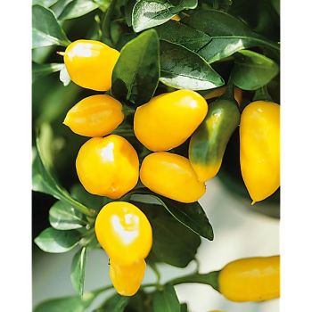 PIMENT VULCAIN (c. frutescens)