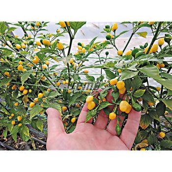 PIMENT VULCAIN (c. frutescens) 2