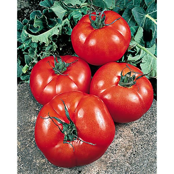 TOMATE F1 INDALO