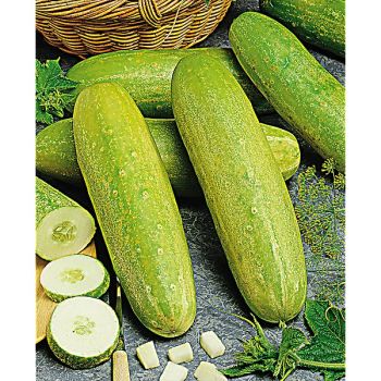 CONCOMBRE F1 TRAVITO 2