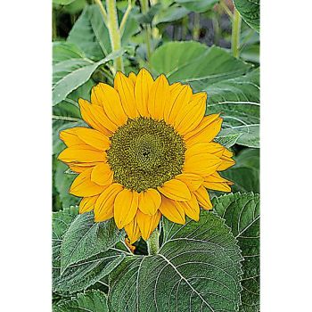 SOLEIL F1 SPLENDOR ORANGE