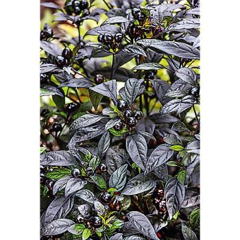 PIMENT BLACK OLIVE (c. annuum)