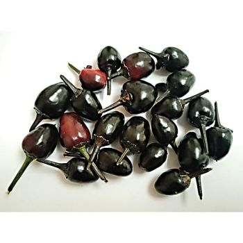 PIMENT BLACK OLIVE (c. annuum) 2