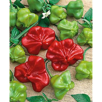 PIMENT CAMPANILLA (c. baccatum)