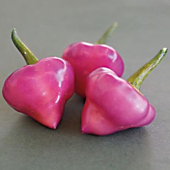 PIMENT CHEIRO ROXA (c. chinense)