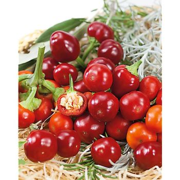 PIMENT CHERRY BOMB (c. annuum)
